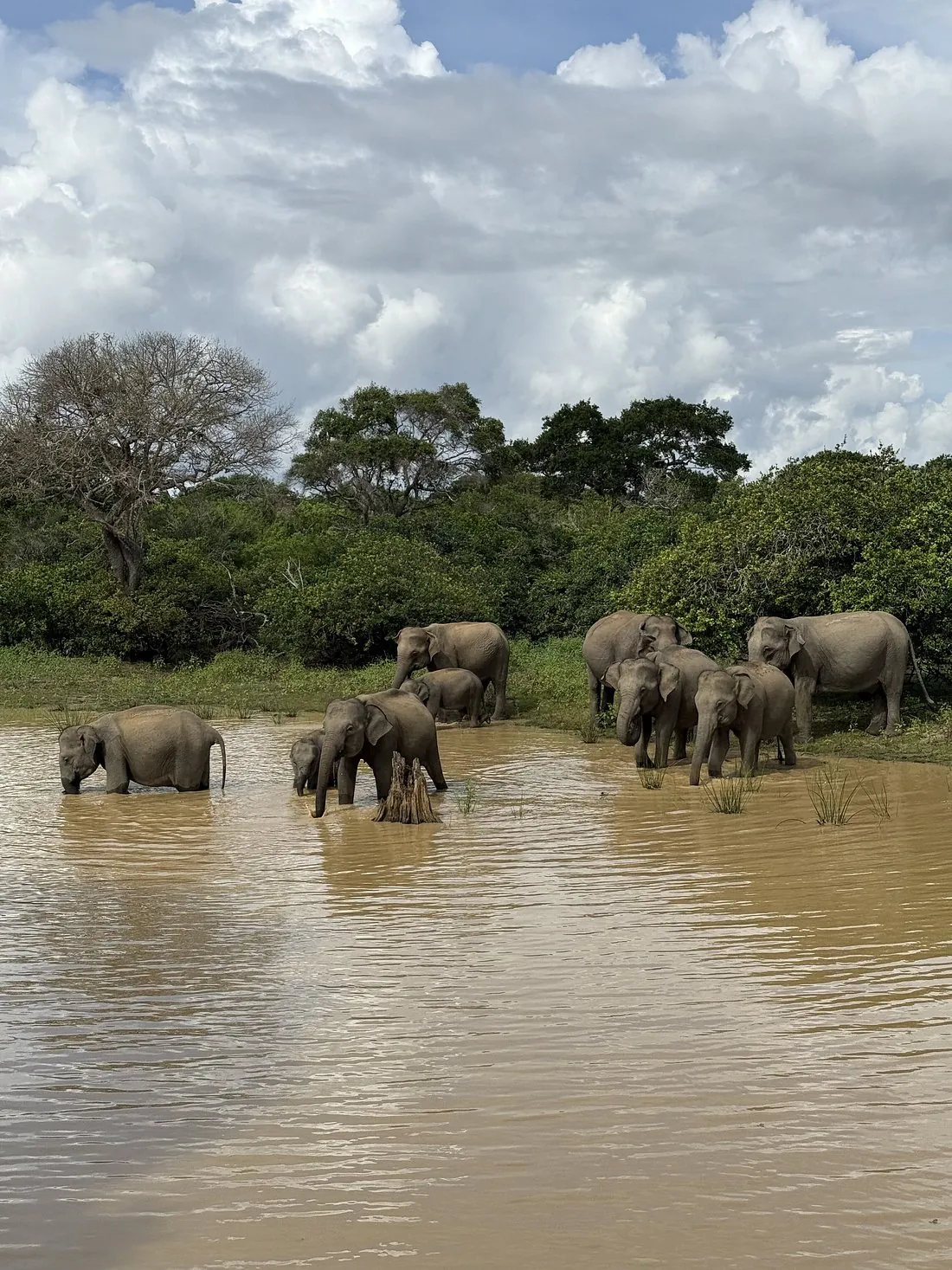 Éléphants sauvages Sri Lanka