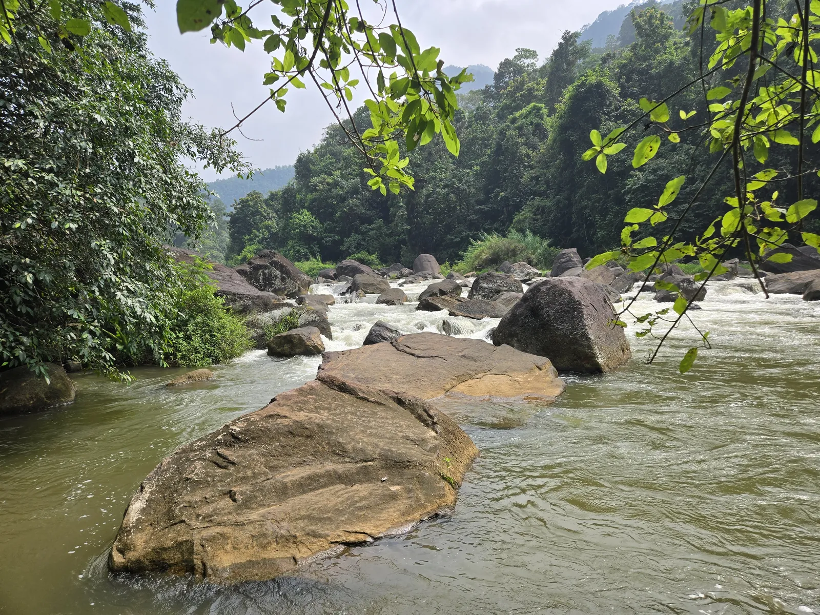 Rivière sauvage en forêt tropicale